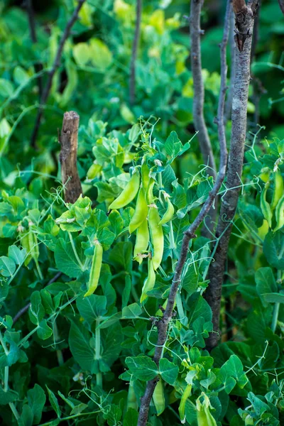 ブッシュ上の緑のエンドウ豆 コピースペース — ストック写真