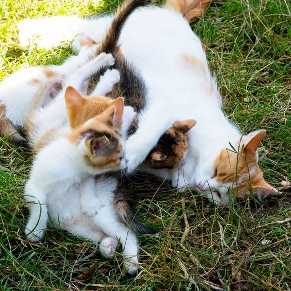 白い赤い猫は緑の芝生の上に子猫と横たわっています クローズアップ コピースペース — ストック写真