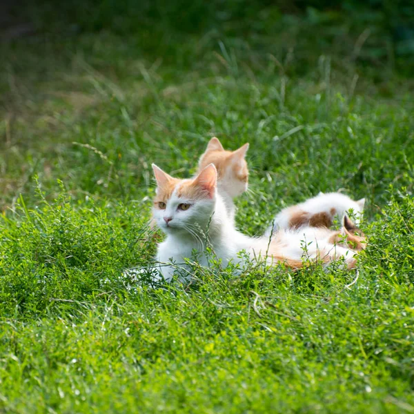 Beyaz Kırmızı Kedi Yeşil Çimlerin Üzerinde Kedi Yavrularıyla Yatıyor Yakın — Stok fotoğraf