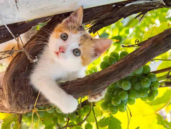 Ginger Kitten Klimmen Een Wijnstok Close Kopiëren Ruimte — Stockfoto