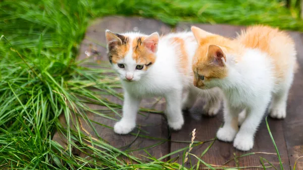 緑の芝生の上の緑の芝生の背景にある2つの生姜子猫 クローズアップ コピースペース テンプレート — ストック写真