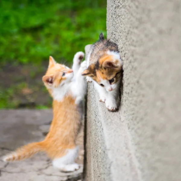 Two Kittens Ginger Black Ginger Ships Gray Concrete Wall Close — Stock Photo, Image