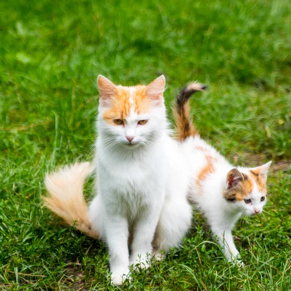 緑の芝生の上の緑の芝生の背景に生姜子猫と生姜の母猫 クローズアップ コピースペース テンプレート — ストック写真