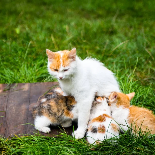 Ginger Mother Cat Breastfeeds Ginger Kittens Background Green Grass Green — Stock Photo, Image