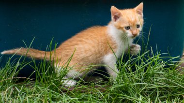 Yeşil çimlerin üzerinde kızıl kedi yavrusu, portre, yakın plan, kopyalama alanı
