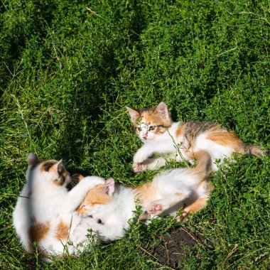 Yeşil çimlerde oynayan üç kızıl kedi yavrusu, yaklaşın, boşluğu kopyalayın
