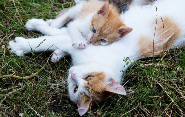 Ginger Mother Cat Kitten Green Grass Close Copy Space — Stock Photo, Image