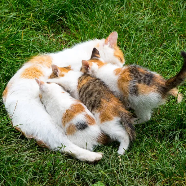 Ginger Mother Cat Breastfeeding Her Kittens Green Lawn Copy Space — Stock Photo, Image