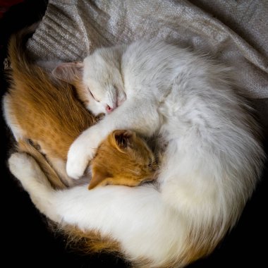 Beyaz ve kızıl anne kedi kızıl bir kediyi emziriyor, yakın plan, boşluğu kopyala, şablonu