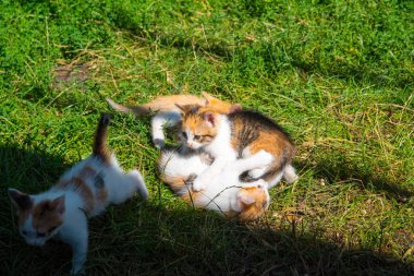 Yeşil çimlerde oynayan dört kızıl kedi yavrusu, yakın plan, kopyalama alanı, desen