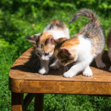 İki kızıl kedicik, tahta bir sandalyede yeşil çimenlerin arka planına karşı, yakın plan, kopyalama alanı, şablon