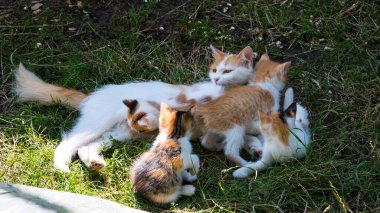 Anne kızıl kedi yeşil çimlerin üzerinde kedi yavrularıyla oynar, yakın plan, kopyalama alanı, şablon