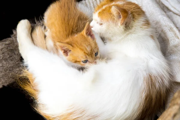 White Ginger Mother Cat Breastfeeds Ginger Kitten Close Copy Space — Stock Photo, Image