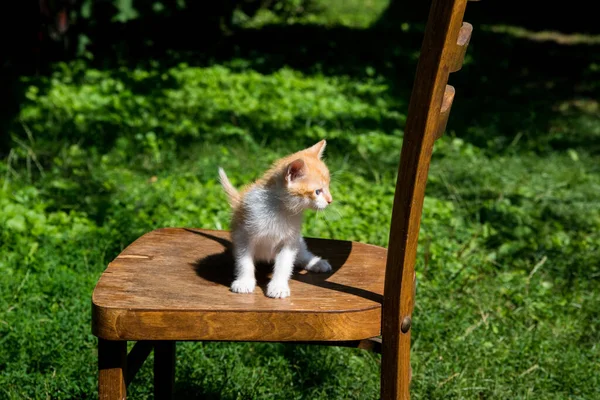 Rood Katje Een Houten Stoel Tegen Een Achtergrond Van Groen — Stockfoto