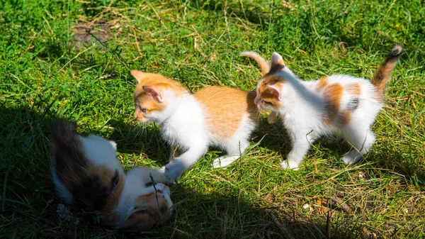 Три Кошенята Імбиру Грають Зеленій Траві Крупним Планом Копіюють Простір — стокове фото