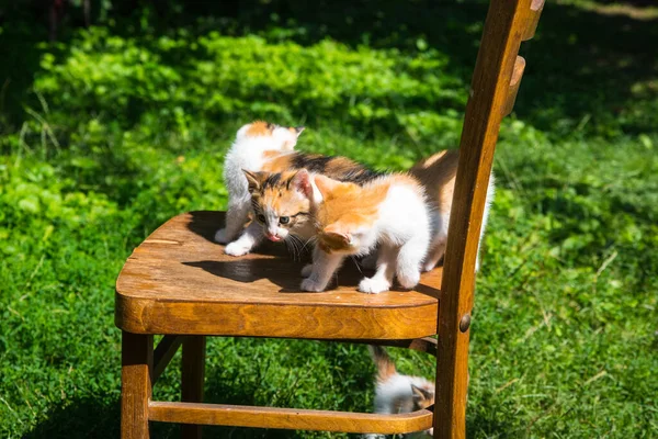 Tres Gatitos Jengibre Una Silla Madera Sobre Fondo Hierba Verde — Foto de Stock