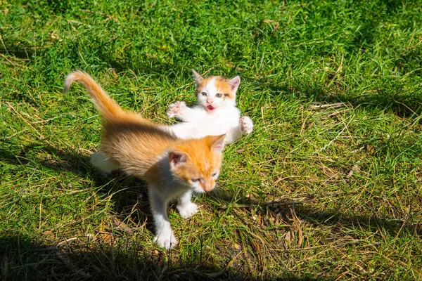 緑の芝生で遊んでいる2つの生姜子猫 クローズアップ コピースペース パターン — ストック写真