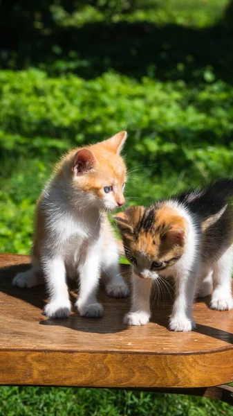 Two Ginger Kittens Wooden Chair Background Green Grass Close Copy — Stock Photo, Image