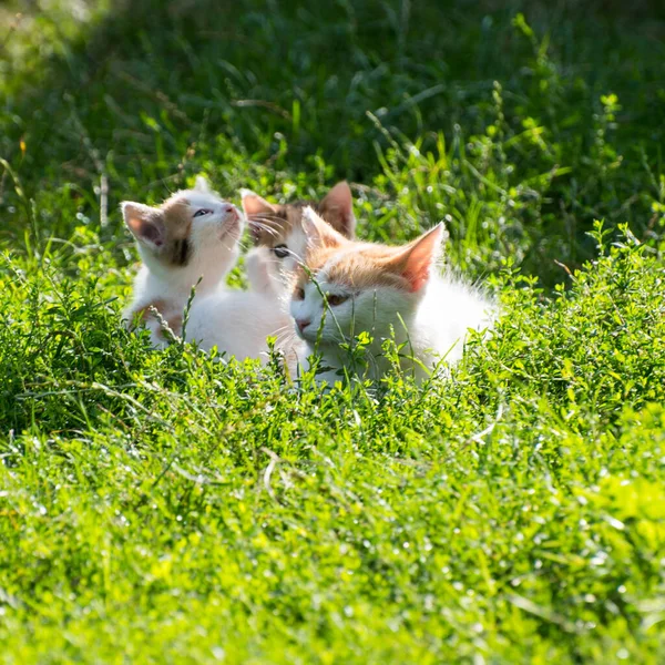 ママジンジャー猫は緑の芝生の上で子猫と遊ぶ クローズアップ コピースペース テンプレート — ストック写真