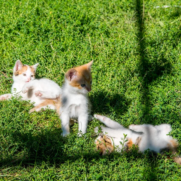 Three Ginger Kittens Playing Green Grass Lawn Close Copy Space — Stock Photo, Image