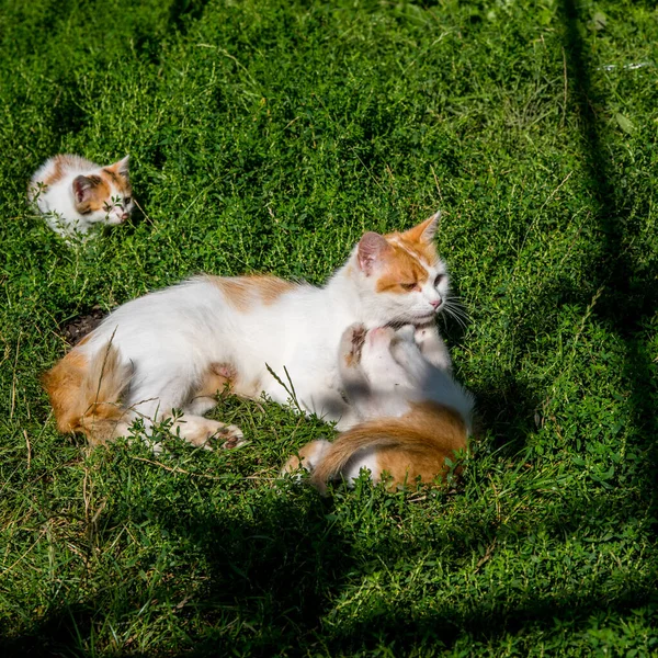 Ginger Mother Cat Juega Con Gatitos Jengibre Hierba Verde Césped — Foto de Stock