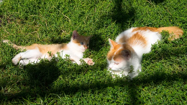Ginger Mother Cat Juega Con Ginger Kitten Hierba Verde Césped — Foto de Stock