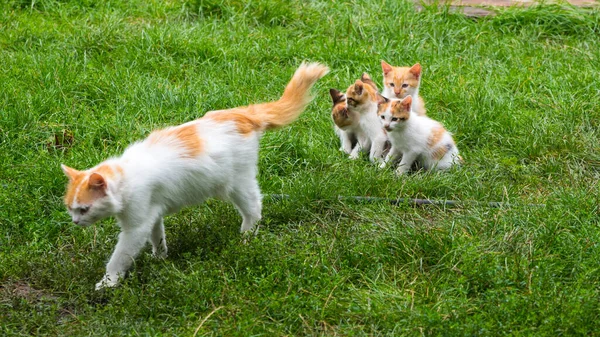 Madre Jengibre Gato Caminando Lejos Gatitos Césped Verde Cerca Copiar — Foto de Stock