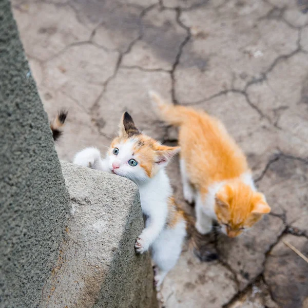 Black Red Kitten Climbs Climbs Concrete Wall Close Copy Space — Stock Photo, Image