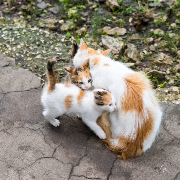 Ginger Mother Cat Acaricia Dos Gatitos Cerca Espacio Copia Patrón — Foto de Stock