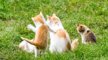 Kırmızı-beyaz anne kedi, yeşil çimlerde kedi yavrularıyla oynuyor. Kapatın, boşluğu kopyalayın.
