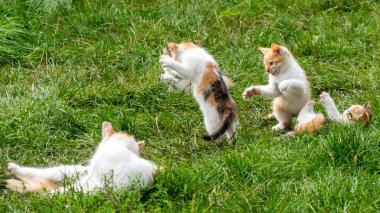 Yeşil çimlerde oynayan dört kızıl kedi yavrusu, yaklaşın, boşluğu kopyalayın