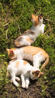Kızıl kediler yeşil çimlerin üzerinde uyuyor, yakın plan, boşluğu kopyala
