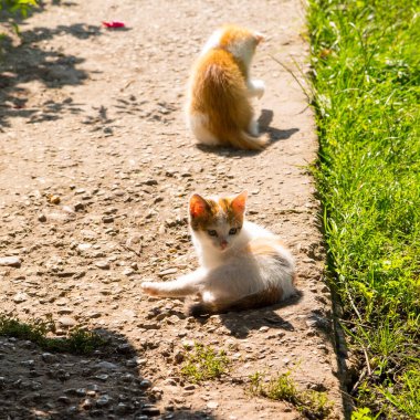 Beton bir yolda kızıl kedi yavrusu, portre, yakın plan, kopyalama alanı