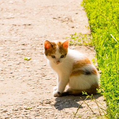 Beton bir yolda kızıl kedi yavrusu, portre, yakın plan, kopyalama alanı