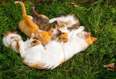 Anne kızıl beyaz kedi yeşil çimlerin üzerinde kedi yavrularıyla yatıyor, yakın plan, kopyalama alanı