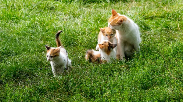Röd Vit Mamma Katt Leker Med Kattungar Grönt Gräs Närbild — Stockfoto