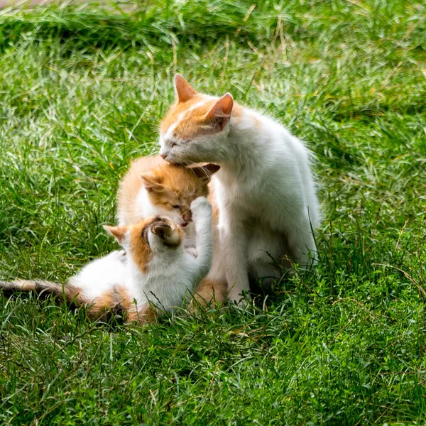 Rojo Blanco Mamá Gato Jugando Con Gatitos Verde Hierba Cerca — Foto de Stock