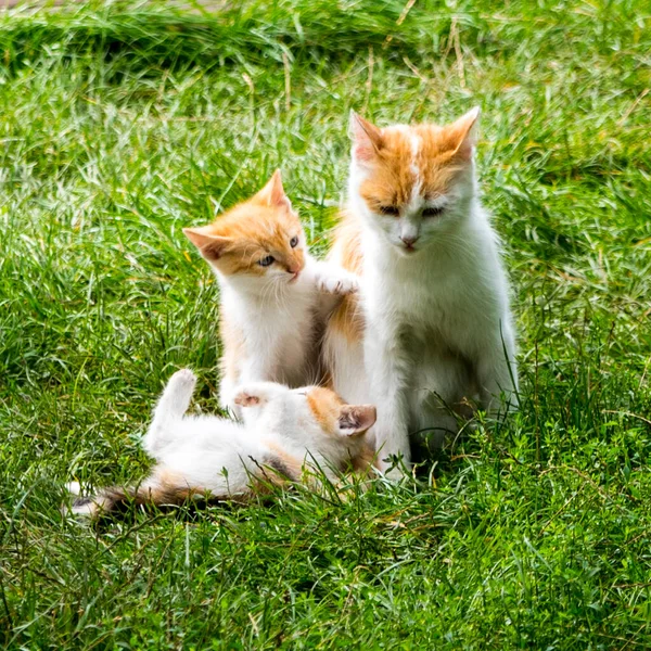 Red White Mom Cat Playing Kittens Green Grass Close Copy — Stock Photo, Image