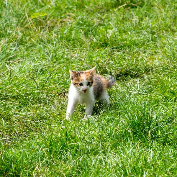 Ginger Kitten Green Grass Portrait Close Copy Space — Stock Photo, Image