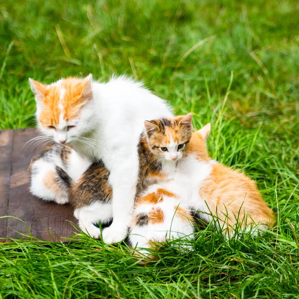 Three Ginger Kittens Playing Green Grass Close Copy Space — Stock Photo, Image