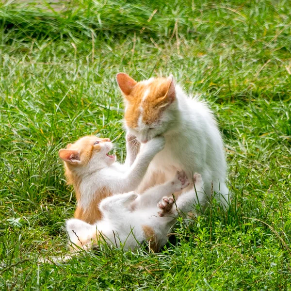 Red White Mom Cat Playing Kittens Green Grass Close Copy — Stock Photo, Image