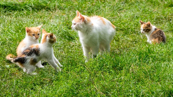 赤白のお母さん猫遊びとともに子猫上の緑の草 閉じる コピースペース — ストック写真