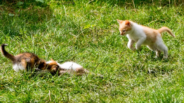 Three Ginger Kittens Playing Green Grass Close Copy Space — Stock Photo, Image