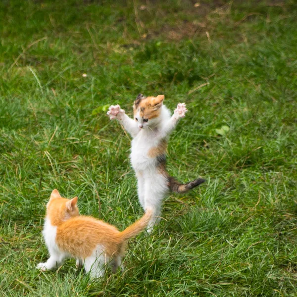 Dois Gatinhos Gengibre Jogando Grama Verde Close Espaço Cópia — Fotografia de Stock