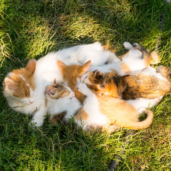 生姜の白い猫は緑の芝生の上で生姜子猫と寝て コピースペース — ストック写真