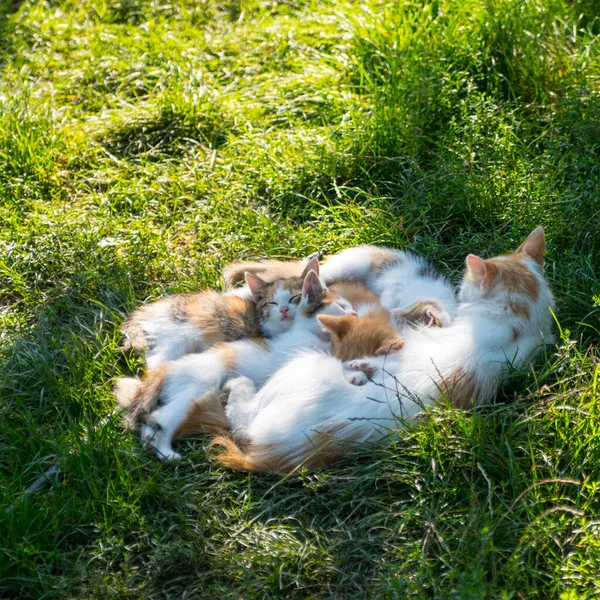 生姜の白い猫は緑の芝生の上で生姜子猫と寝て コピースペース — ストック写真