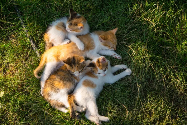 Ginger White Cat Sleeping Kittens Green Grass Close Copy Space — Stock Photo, Image