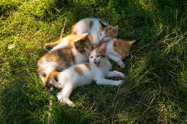 生姜の白い猫は緑の芝生の上で生姜子猫と寝て コピースペース — ストック写真