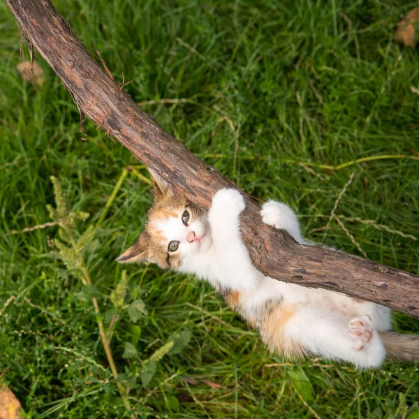Ginger Kitten Hanging Vine Close Copy Space — Stock Photo, Image