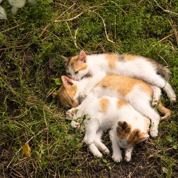 Ginger Kittens Sleeping Green Grass Close Copy Space — Stock Photo, Image